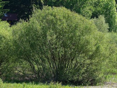 Ива волчниковая, верба (Salix daphnoides Н15м) 150-200