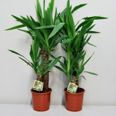 Юкка Yucca