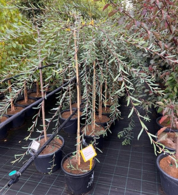 Ива пурпурная Пендула ( Salix pupurea Pendula) штамб-120 C7,5