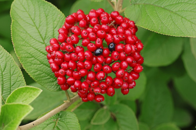 Viburnum lantana
