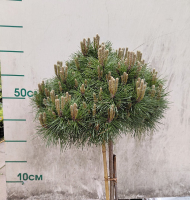 Сосна черная Саммер Брезе на штамбе (Pinus nigra 