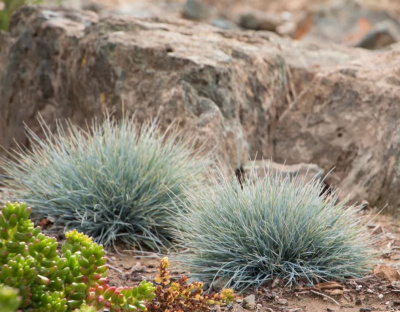 Овсяница сизая Festuca cinerea