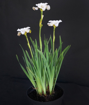 Ирис сибирский Iris sibirica 'Not Quite White'