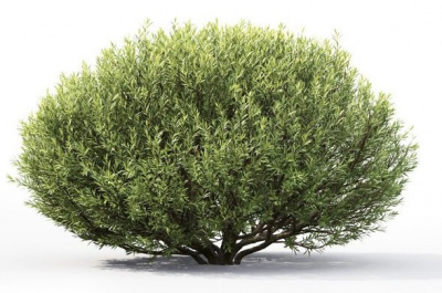 Ива пурпурная (Salix purpurea Nana)
