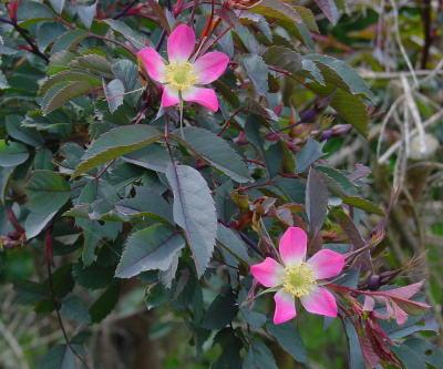 Роза сизая (Rose glauca Н2м) 50-60 П4