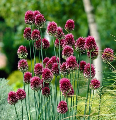 Аллиум Allium Sphaerocephalon per 75