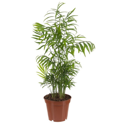 Хамедария Chamaed Elegans D9