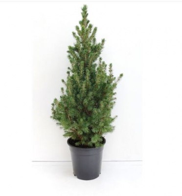 Ель канадская (Picea glauca 'Conica' )