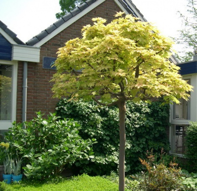 Acer platanoides Golden Globe