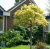Acer platanoides Golden Globe