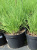 Молиния голубая (Molinia caerulea `Heidebraut`)