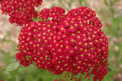 Тысячелистник обыкновенный Achillea millefolium 'Red Velvet' (тёмно-красно-роз,VI-IX,Н=75см)