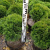 Туя западная (Thuja occidentalis 'Danica' Н0,5м,В0,5м) 40cm  С7