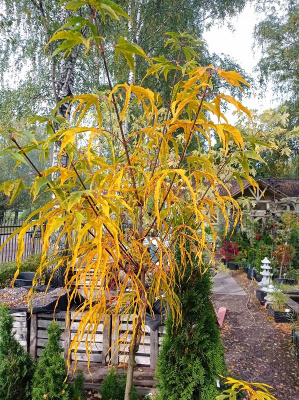 Клён остролистный Палдиски (Acer platanoides Paldiski) С12