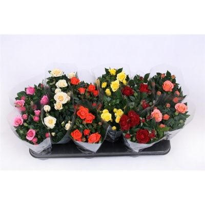 Роза Rosa Favourite Roses Gemengd 4 Soorten 20/30