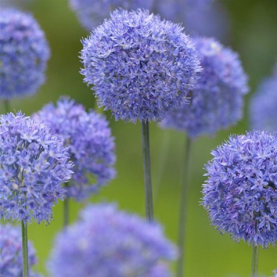 Аллиум Allium Caeruleum Azureum C3