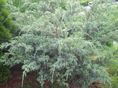 Juniperus chinensis Blue Alps