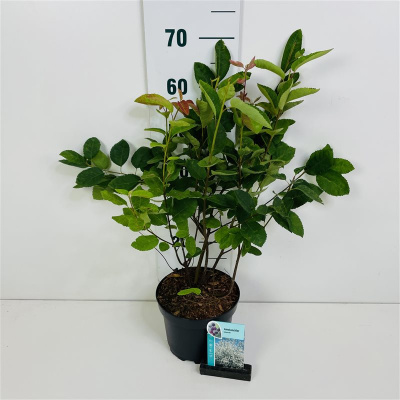 Amelanchier lamarckii