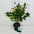 Amelanchier lamarckii