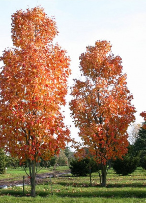Клен красный Сканлон (Acer rubrum 'Scanlon' Н10м В3м) 220-240 С20