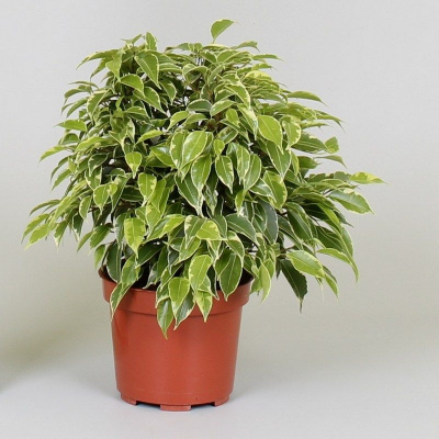 Фикус Ficus Benja kinky