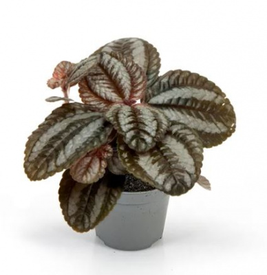 Pilea 'Norfolk'