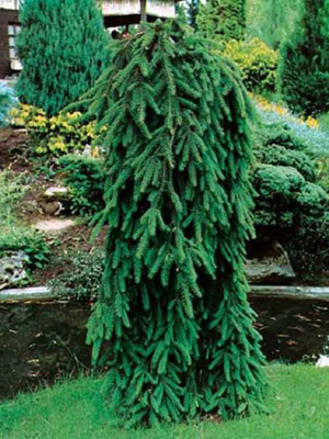 Ель обыкновенная (Picea abies Inversa) Н=8м И=2,5м