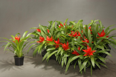 Гузмания Guzmania 'rondo'  9/25