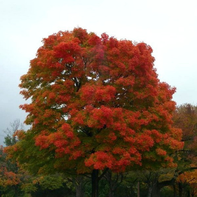 Дуб красный (Quercus rubra)2