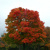 Дуб красный (Quercus rubra)2