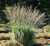 Molinia arundinacea `Karl Foerster`