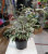 Фикус Ficus Benjamina С2