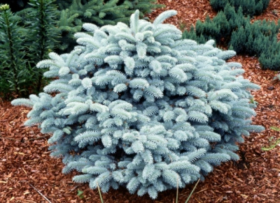 Ель колючая (Picea pungens 'Glauca Globosa' Н1,5-2м,В2м)  50-60см C20