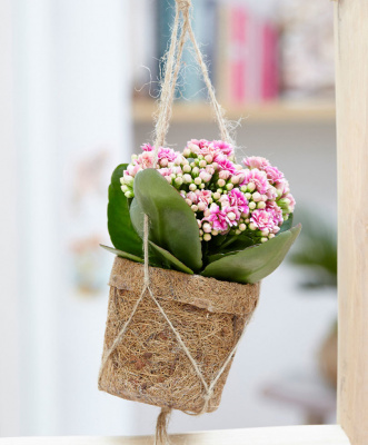 Каланхое Kalanchoe +Часы