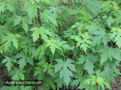 Клен сахаристый (серебристый)