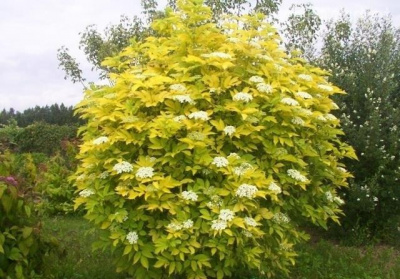 Бузина чёрная Sambucus nigra 'Aurea'