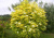 Бузина чёрная Sambucus nigra 'Aurea'