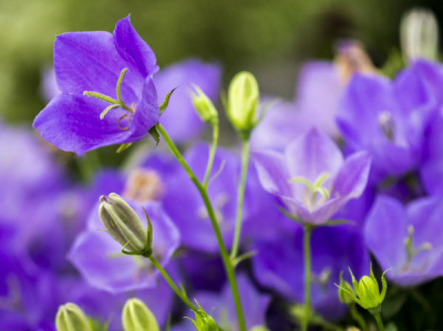 Колокольчик Campanula Adansa Blue 14