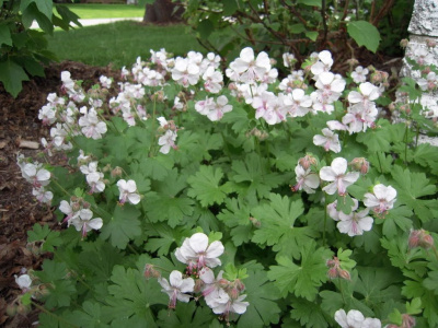Geranium cantabrigiense 'Biokovo'