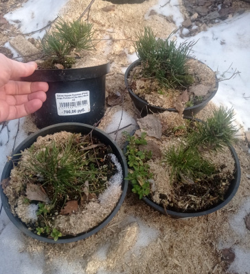 Сосна горная Пумилио (Pinus mugo Pumilio Н1,5м В2м) 10cm С3