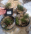 Сосна горная Пумилио (Pinus mugo Pumilio Н1,5м В2м) 10cm С3