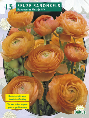 Ранункулюс Ranonkel, Oranje per 15