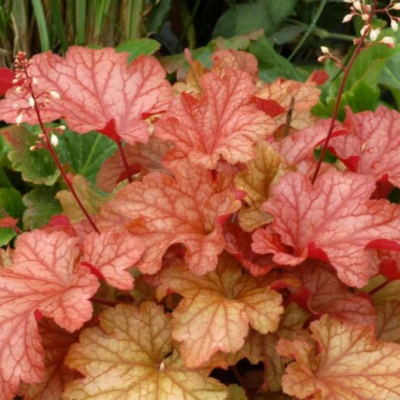Гейхера Heuchera 'Paprika'