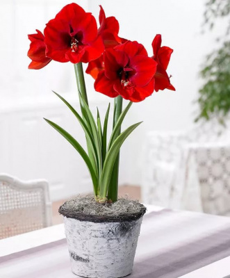 Гипеаструм Bloembol Hippeastrum / A1 АКЦИЯ!!!