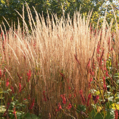 Вейник Карл Фостер Calamagrostis acutiflora Karl Foerster