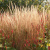 Вейник Карл Фостер Calamagrostis acutiflora Karl Foerster