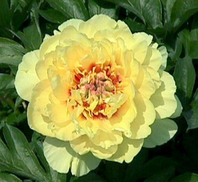 Пион ИТО  гибрид 'GardenTreasure'