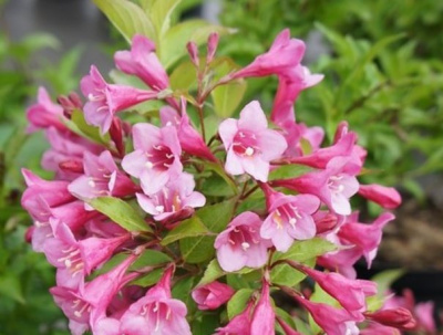 Вейгела Weigela 'minuet'