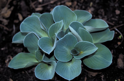 Хоста 'Blue Mouse Ears'