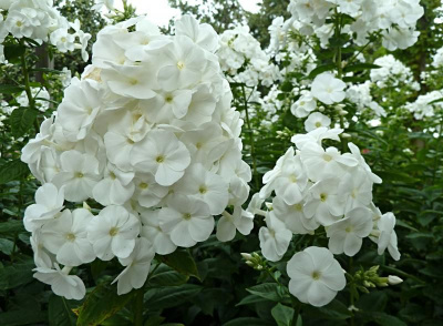 Флокс PhIox  White AdmiraI C2